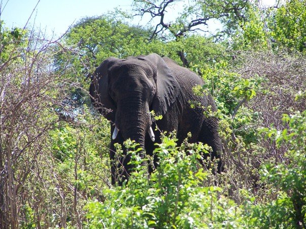 Elephant in Botswana in Chobe National Park. I don't have a picture of us peeing behind boulders.
